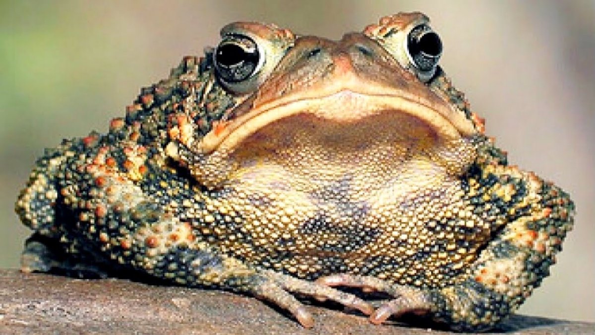 Жирная жаба ага