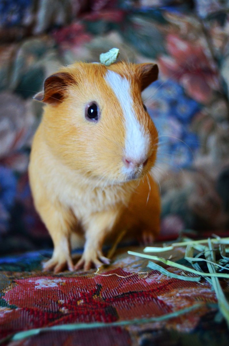 Морская Свинка милая