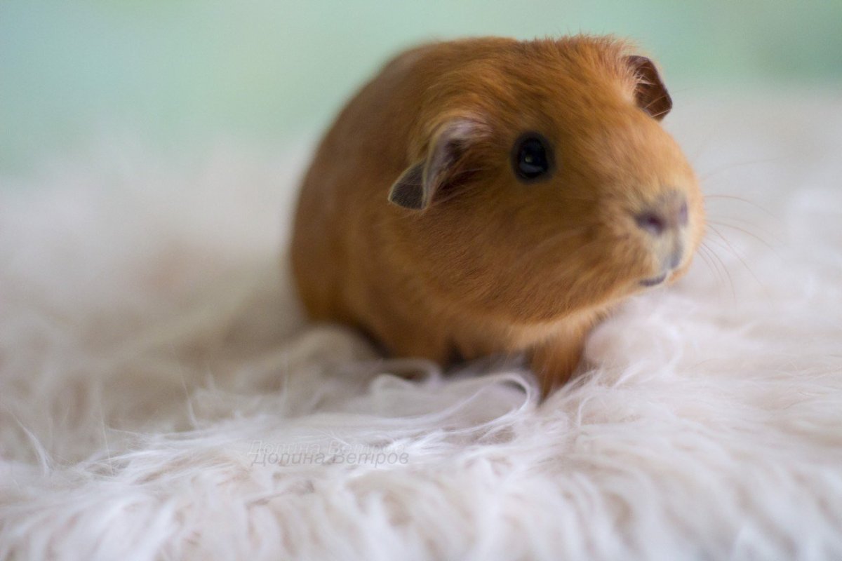 Морская Свинка рыжая гладкошерстная