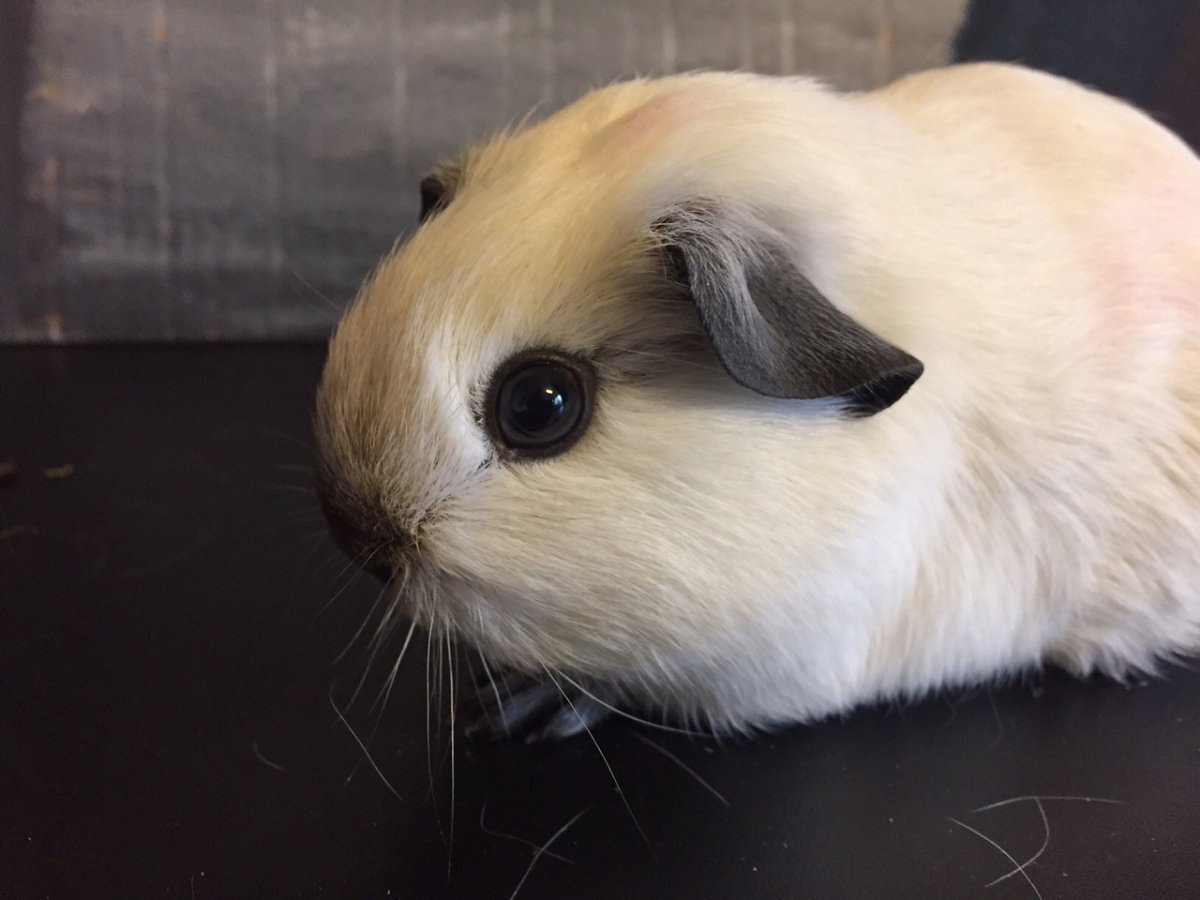 Морская Свинка короткошерстная