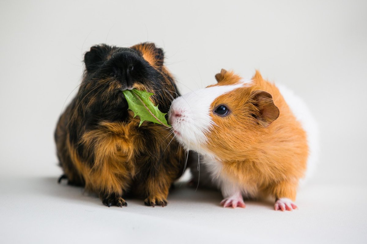 Морская Свинка военный