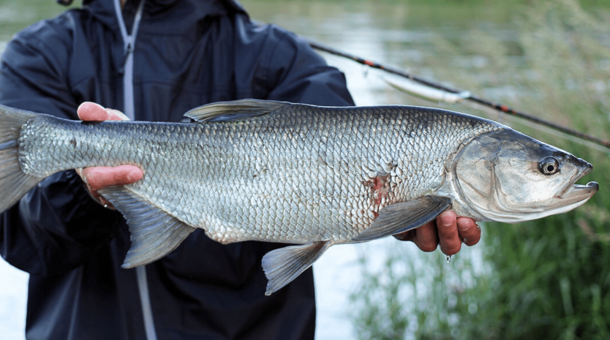 Жерех Aspius Aspius