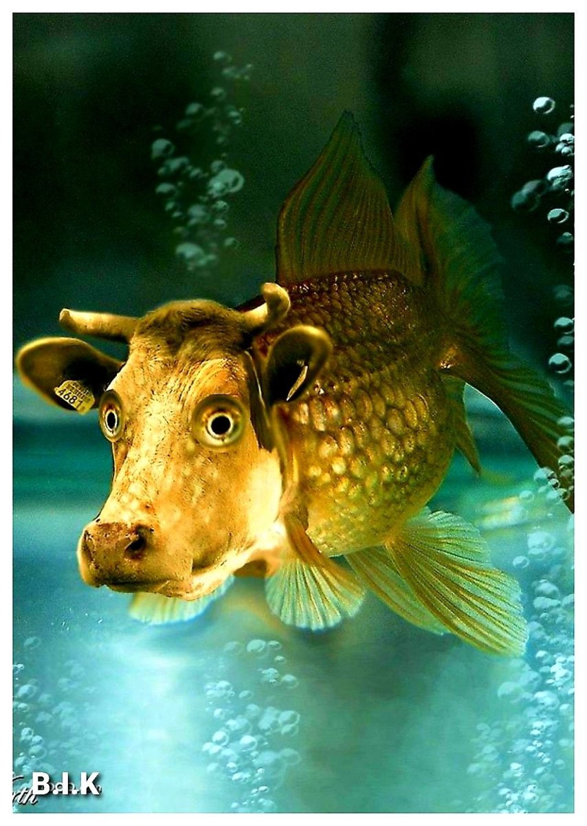 Морской бык рыба