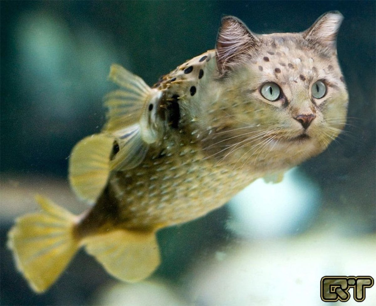 Рыбка для кошки