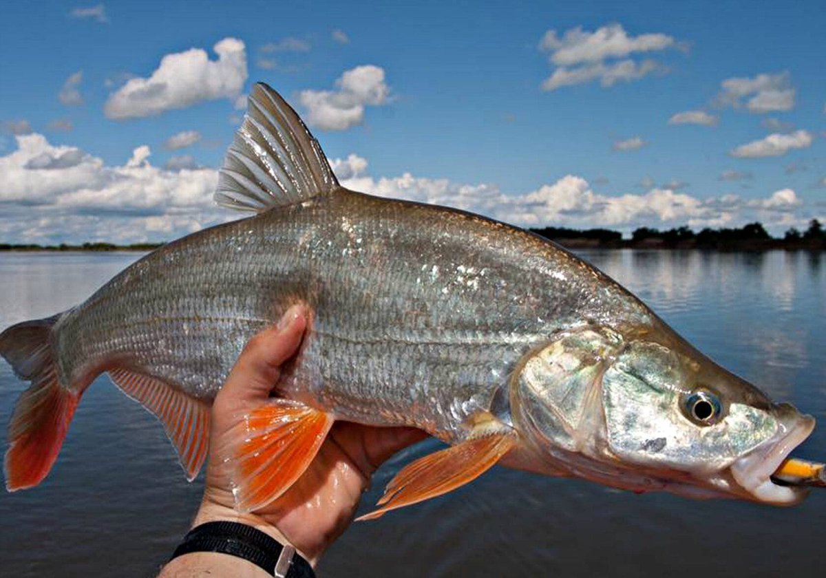 Монгольский краснопер рыба