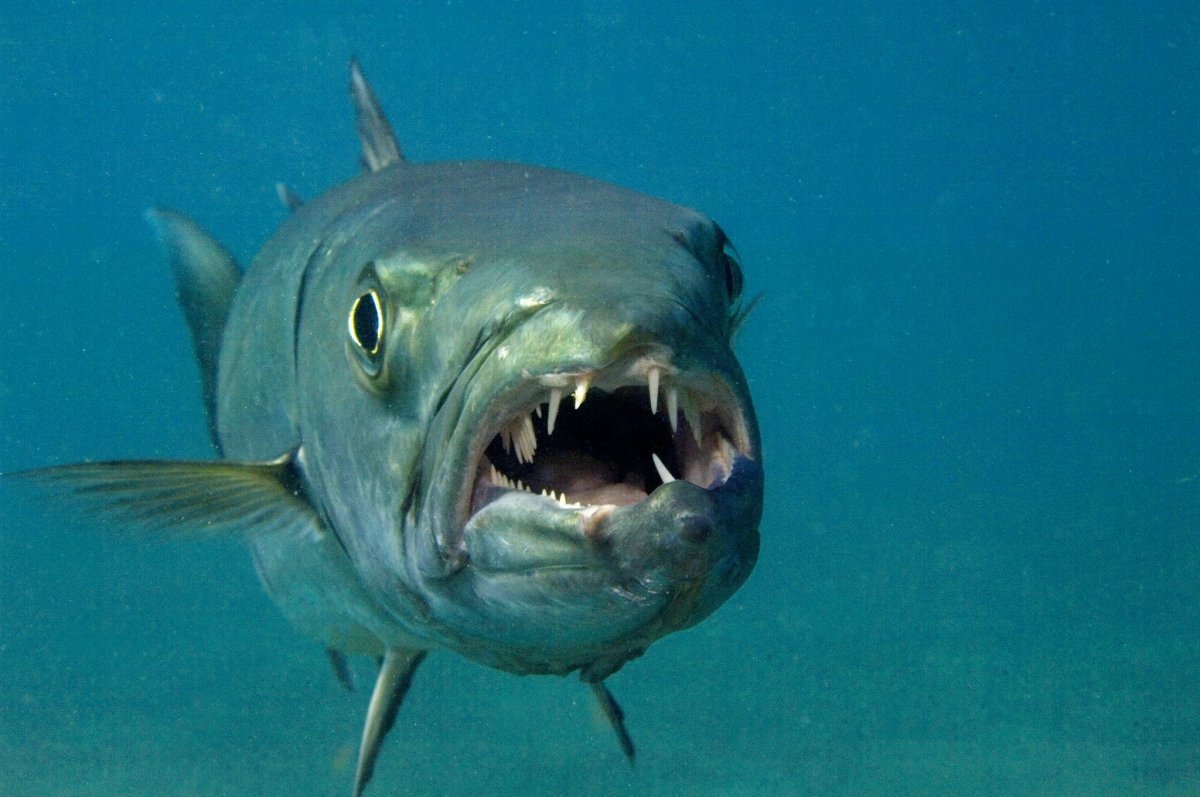 Барракуда рыба фото