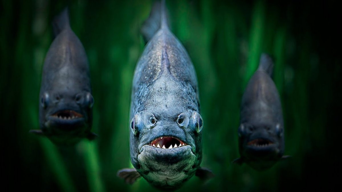 Хищная рыба Пиранья