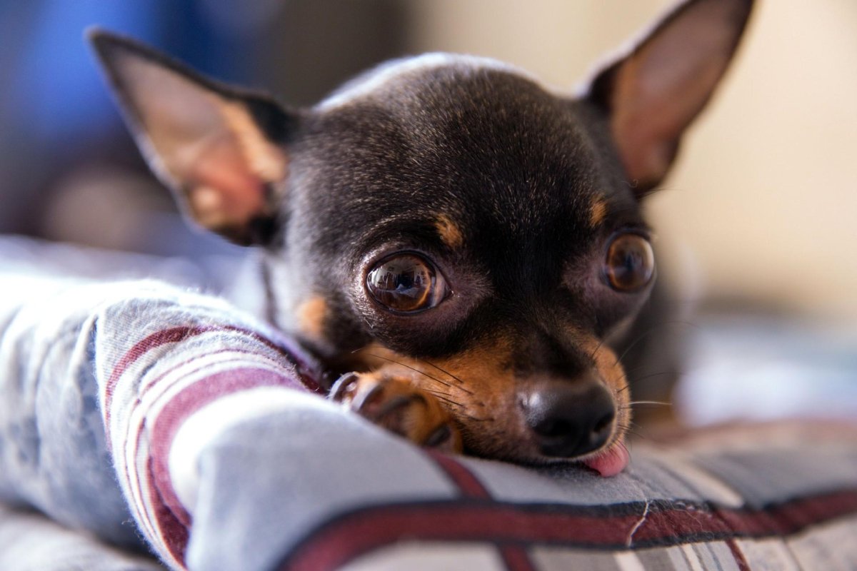 Черно-подпалый терьер