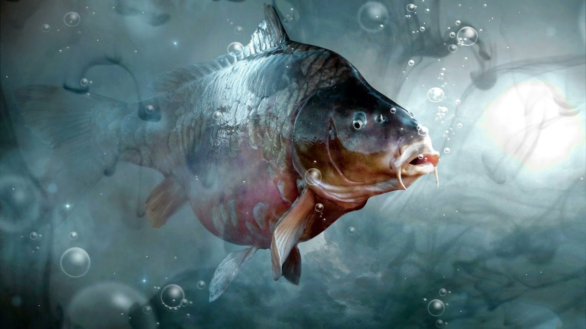 Рыба сазан под водой