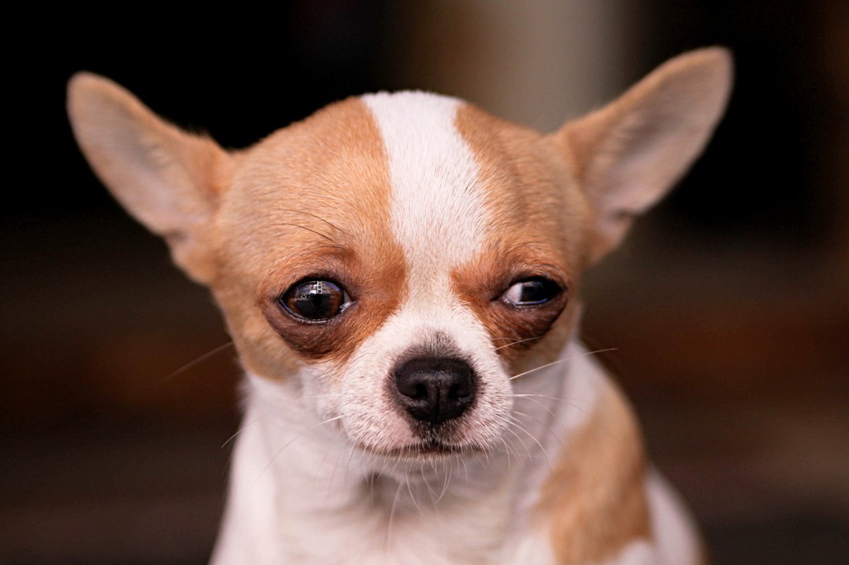 Чихуахуа Кинг