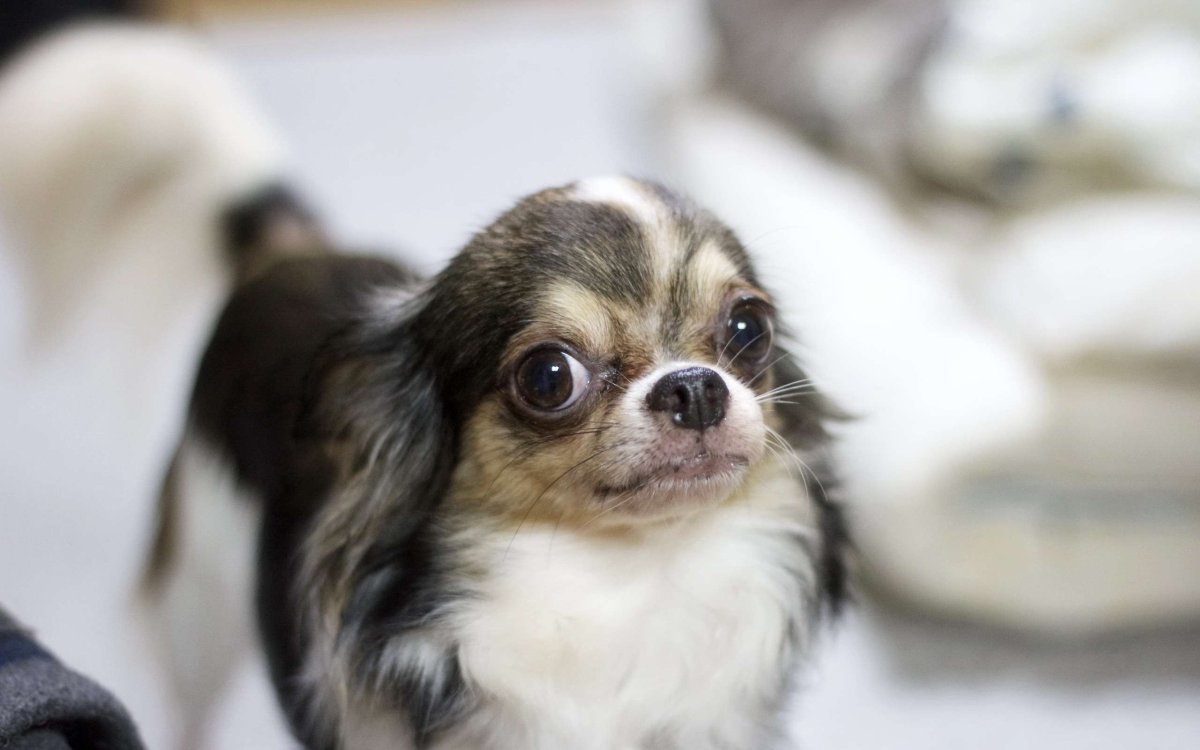 Пучеглазая чихуахуа