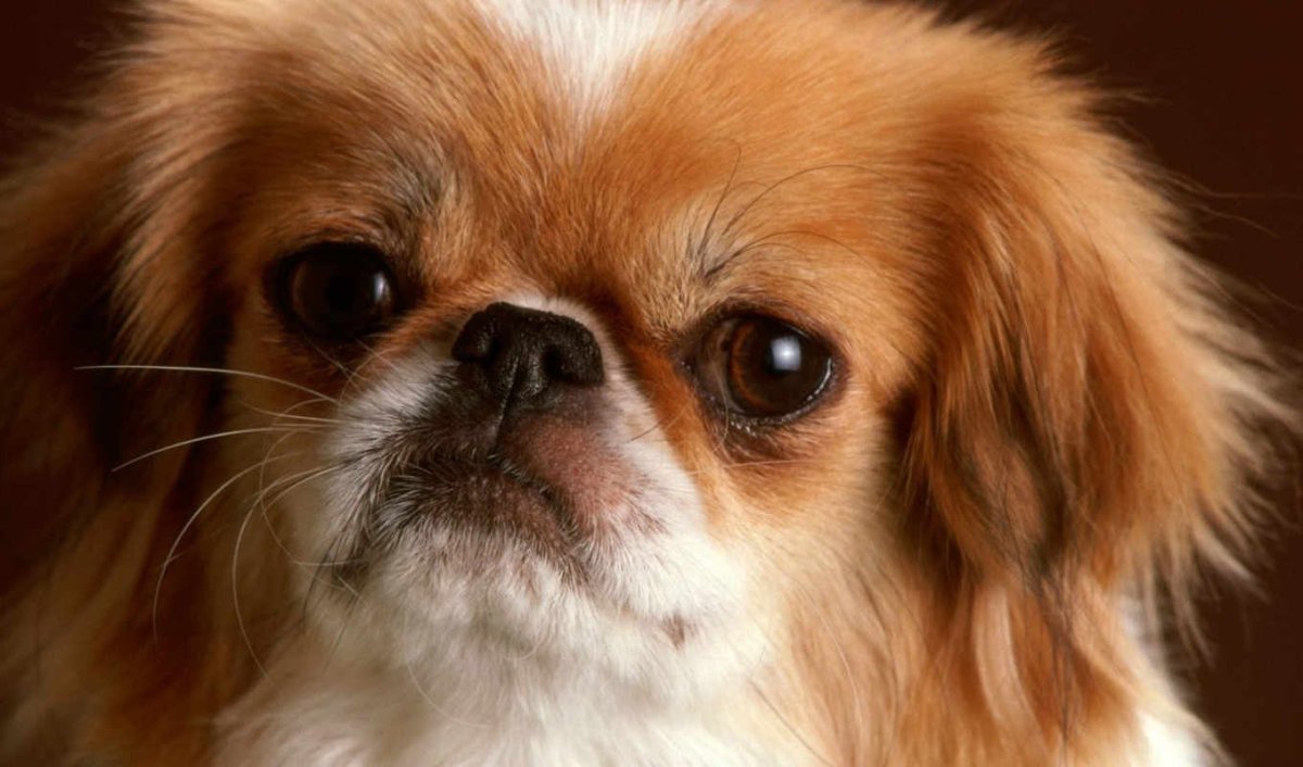 Собака Пекинес