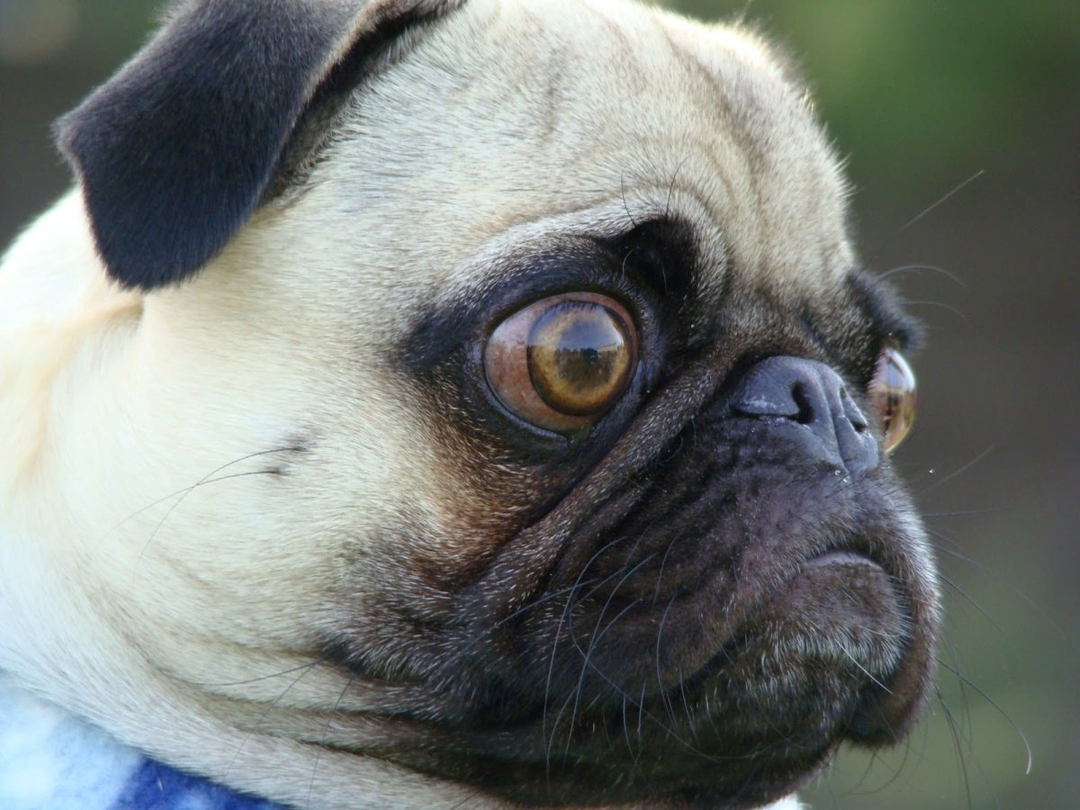 Мопс (прорицатель)