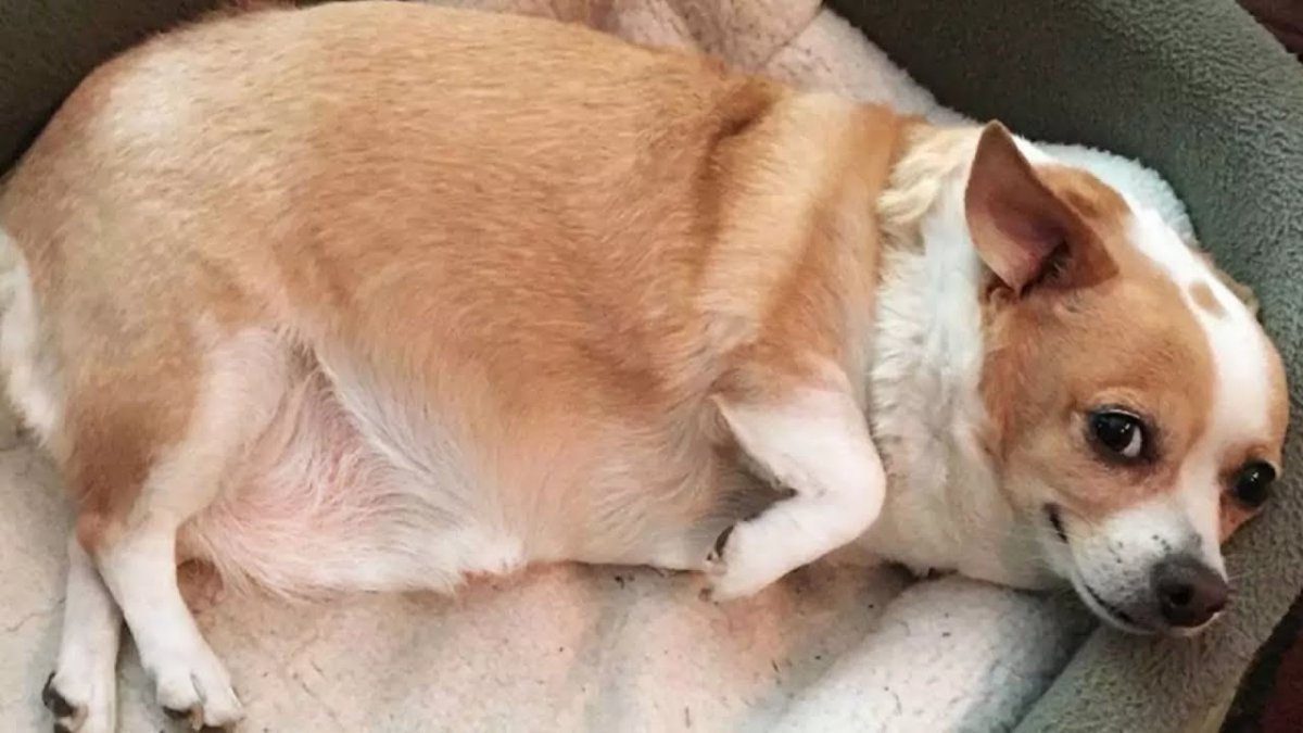 Корги и чихуахуа