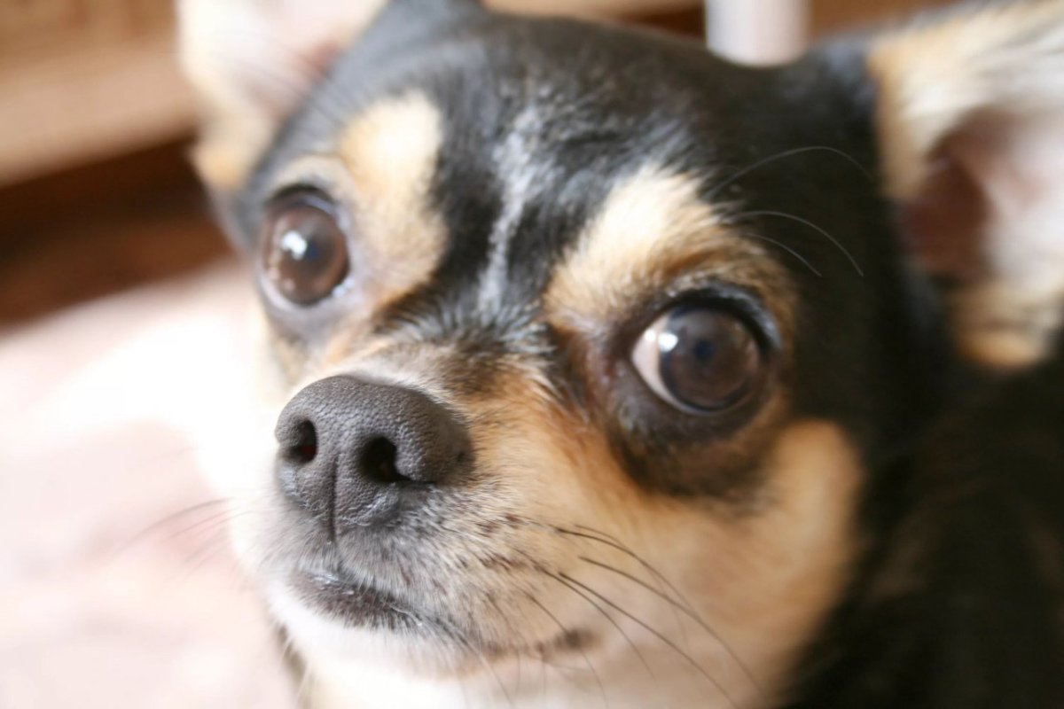 Пучеглазый пинчер