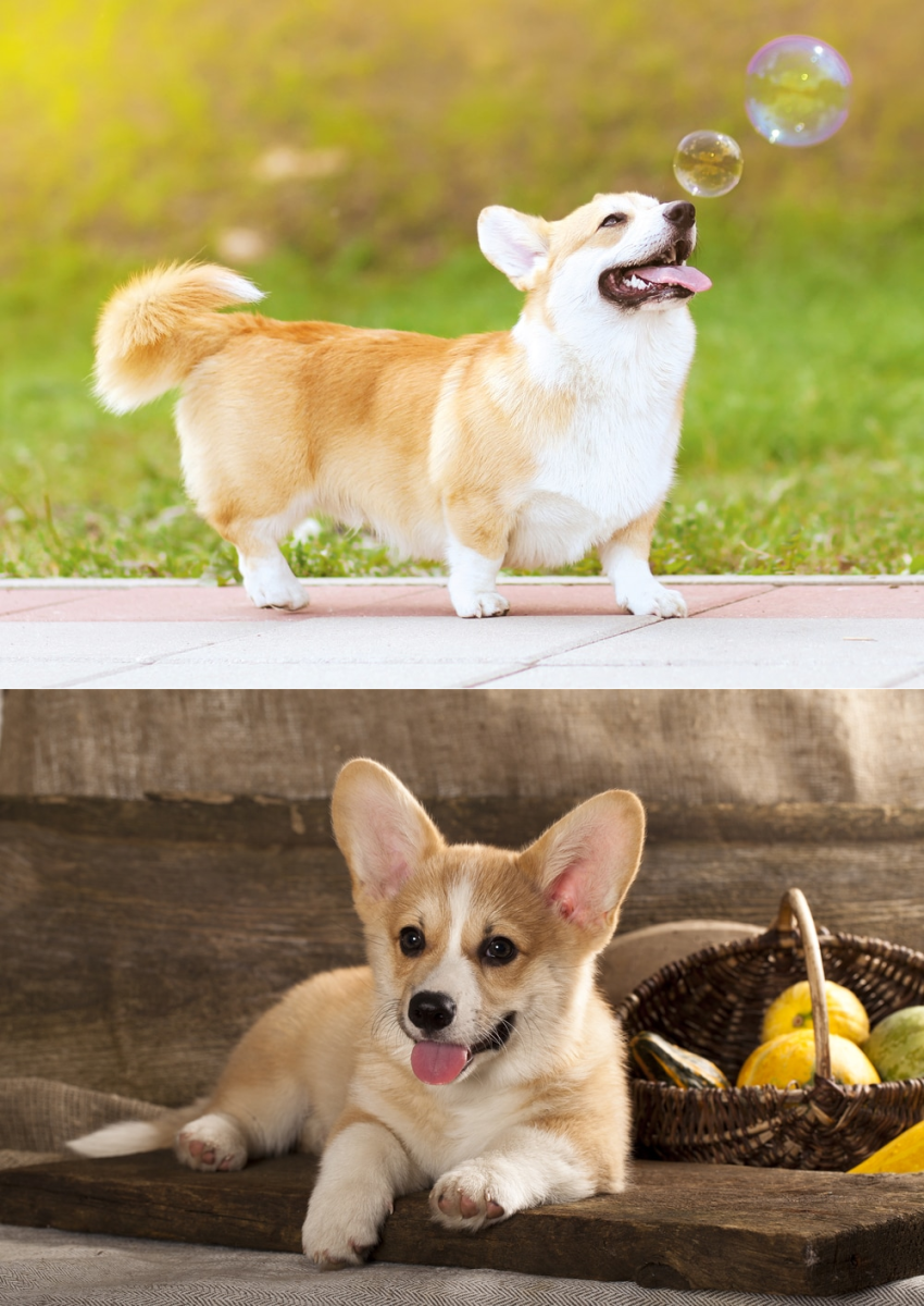 Щенок вельш корги новорожденный