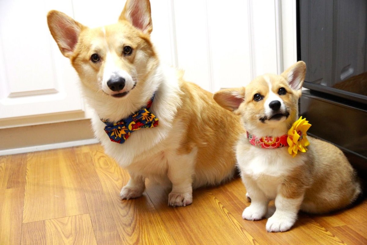 Собака в галстуке