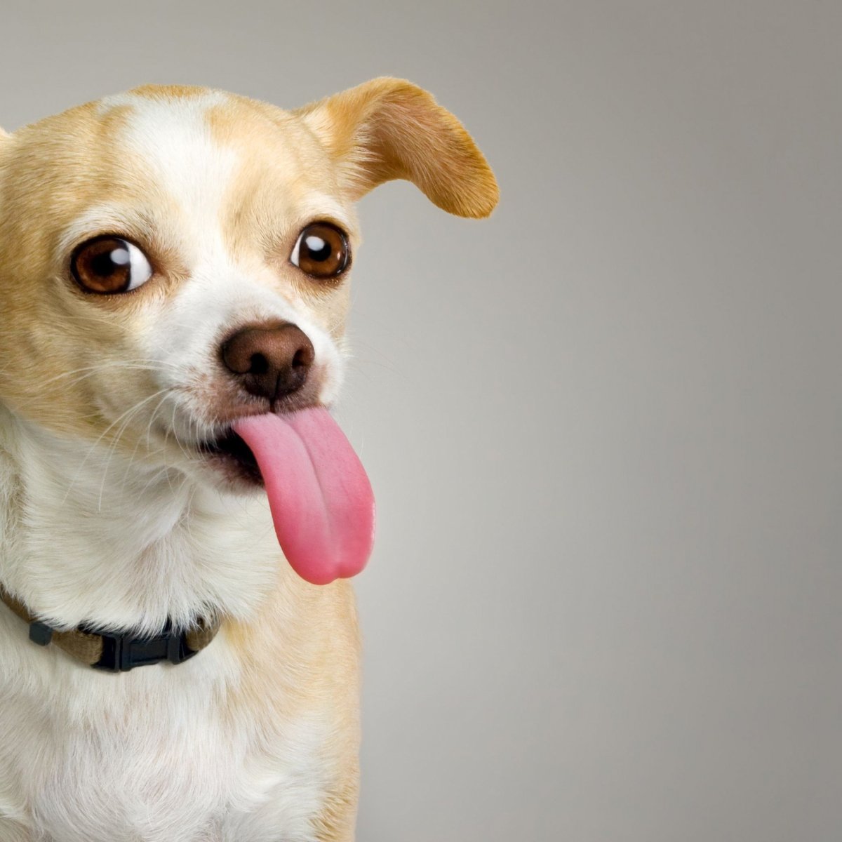 Маленькая собака с выпученными глазами