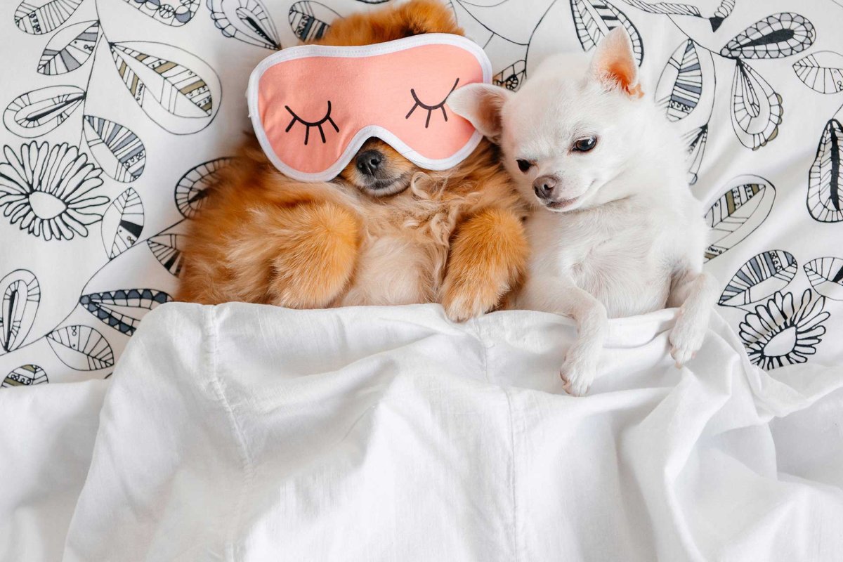 Фото чихуахуа с друзьями