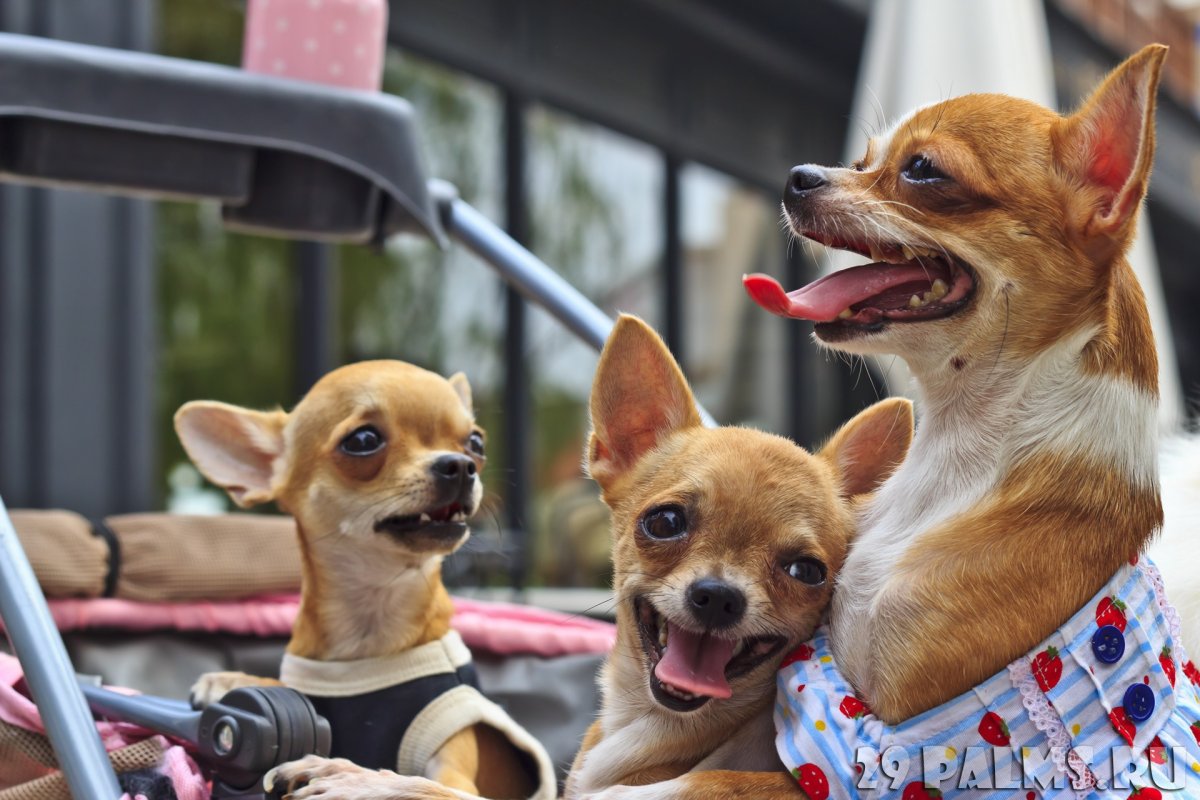 Метис корги и шпица