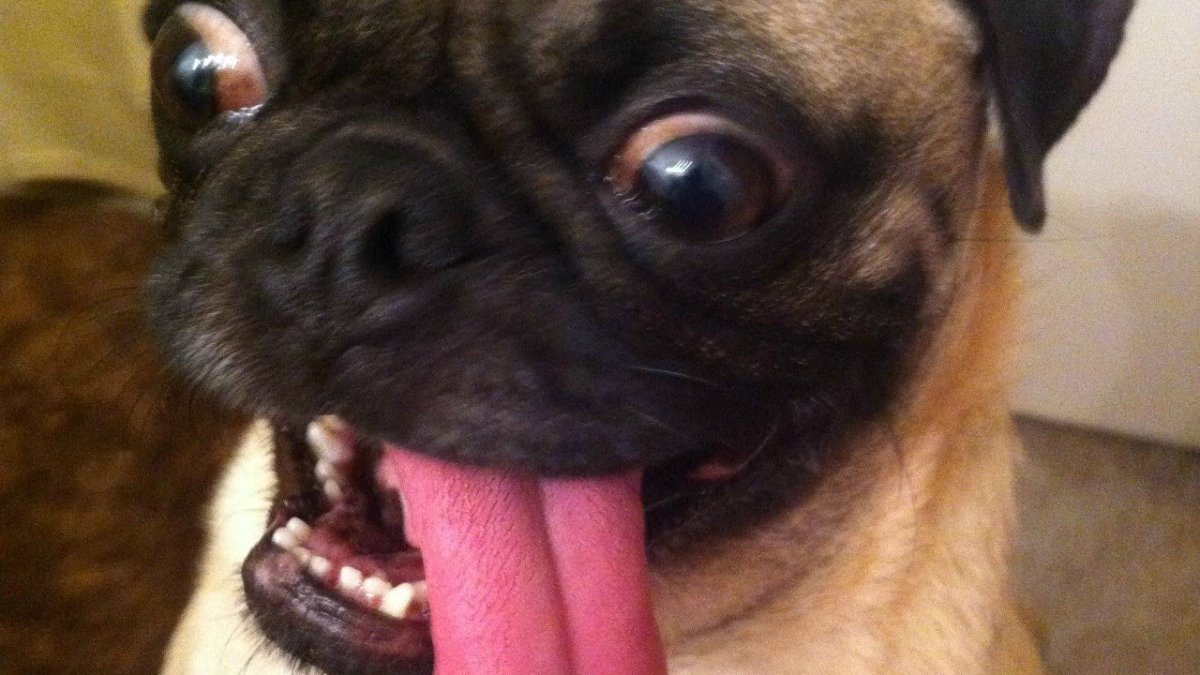 Мопс глаза в разные стороны