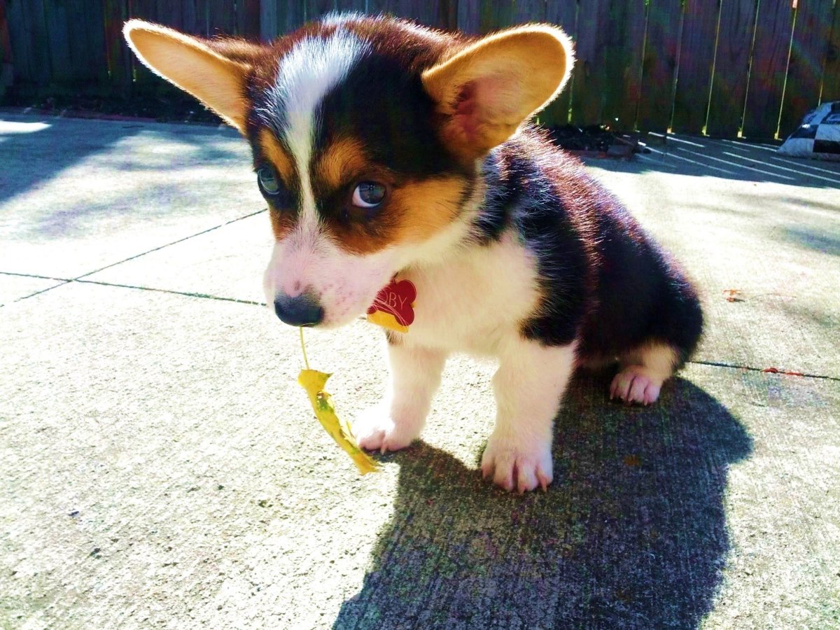 Корги с цветами