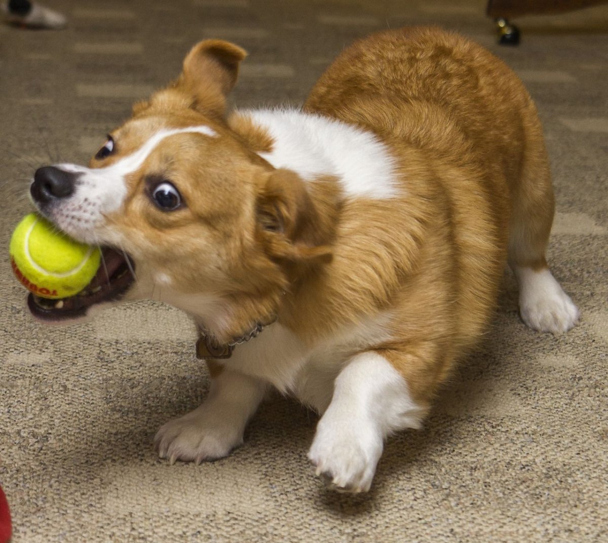 Шиба ину Сонный