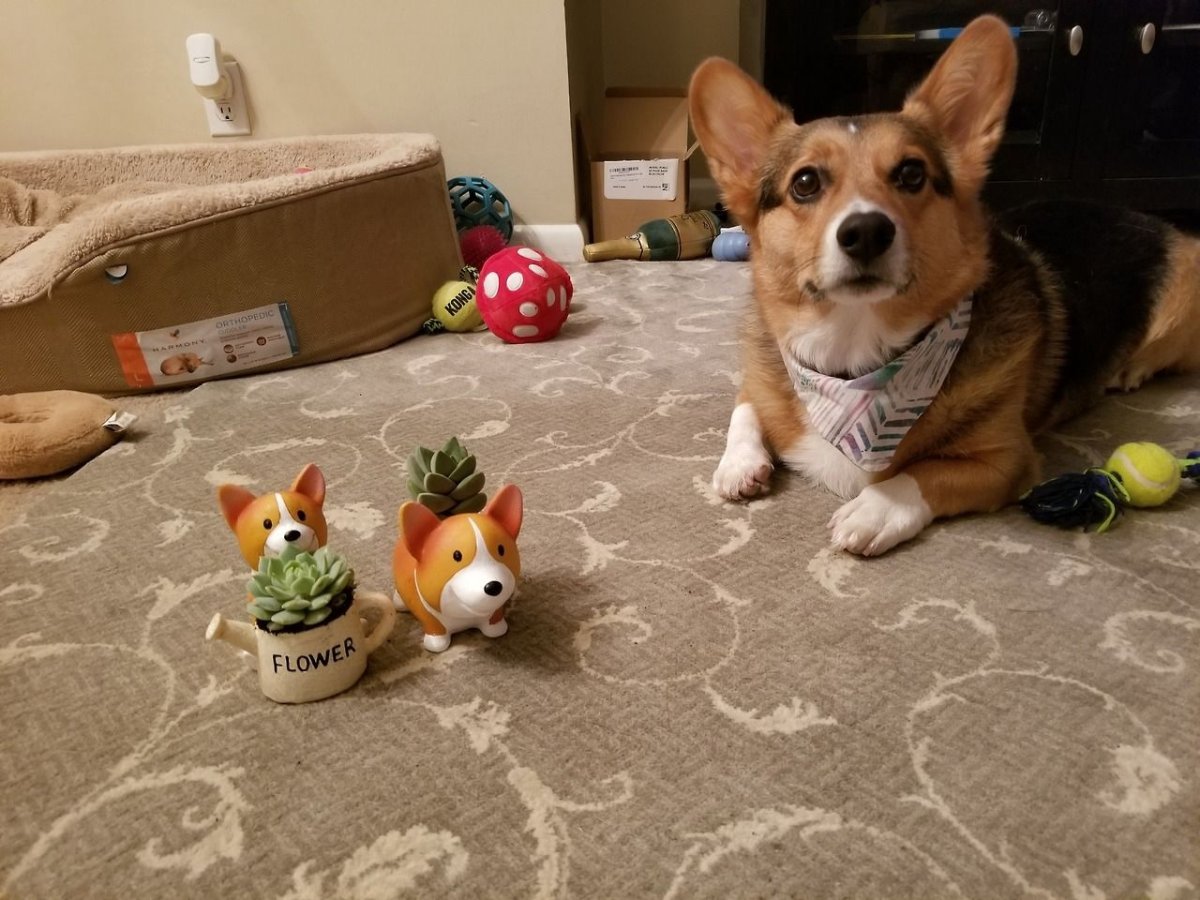 Забавные животные для поднятия настроения