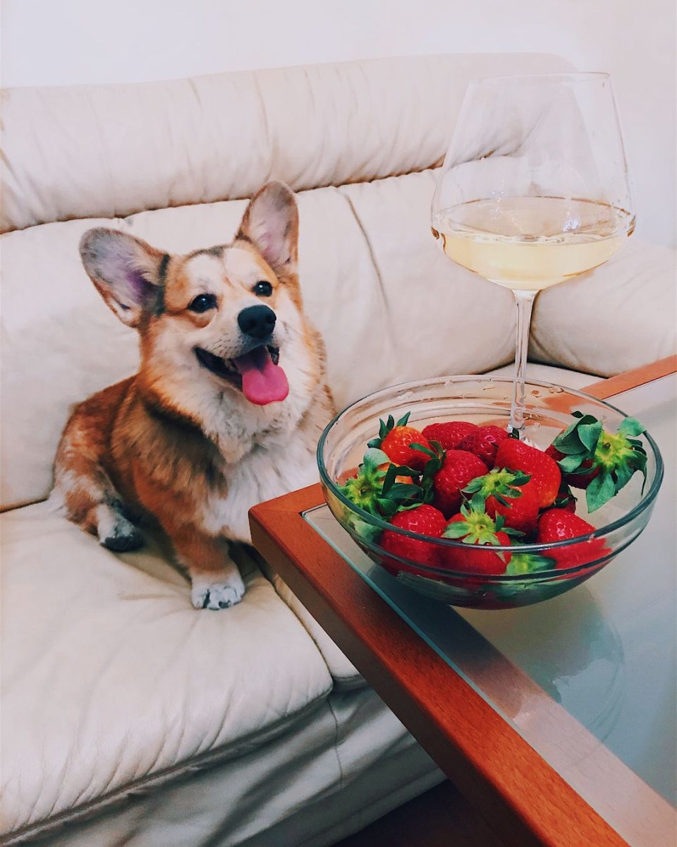 Корги с мячом