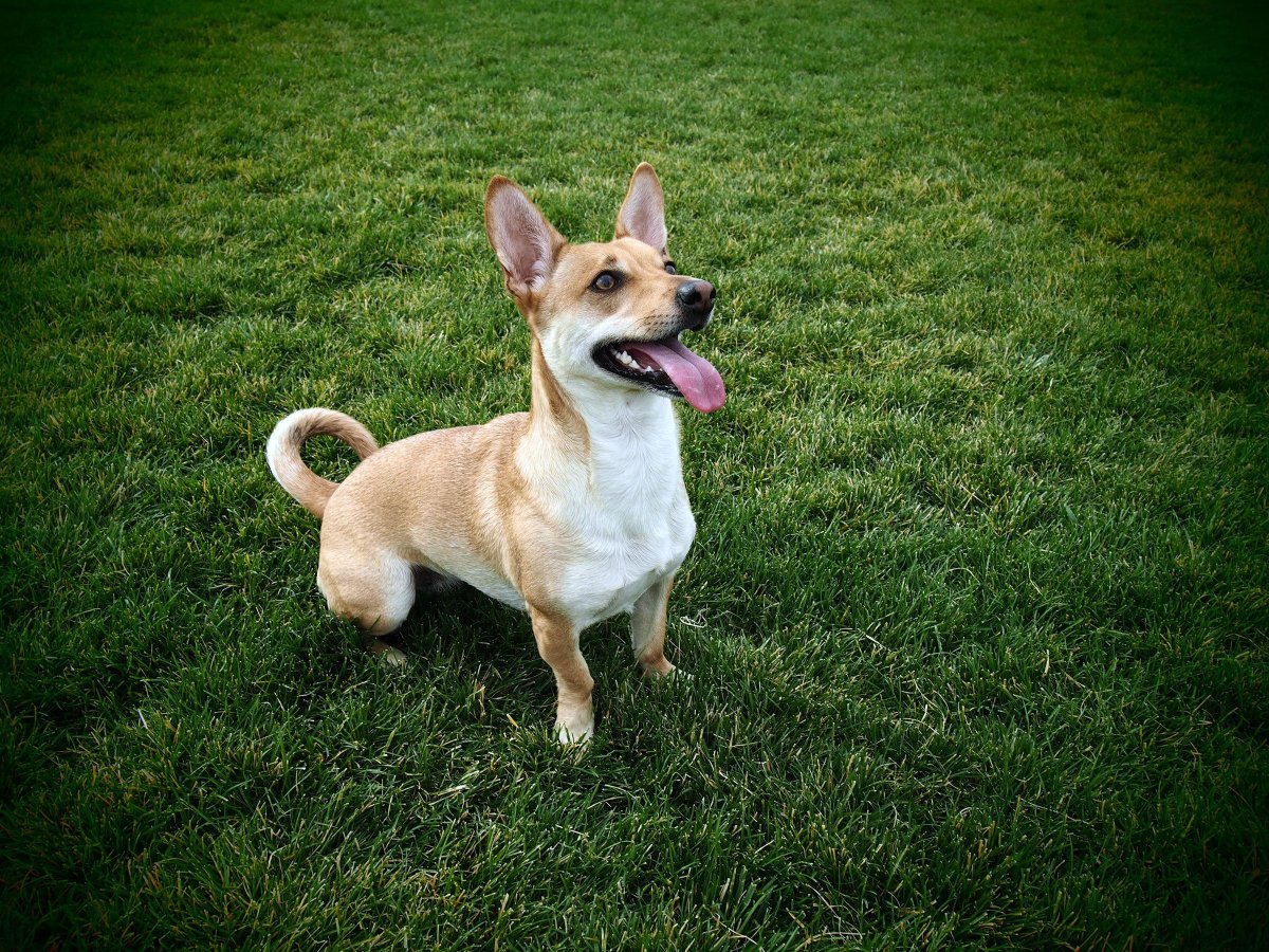 Корги и чихуахуа