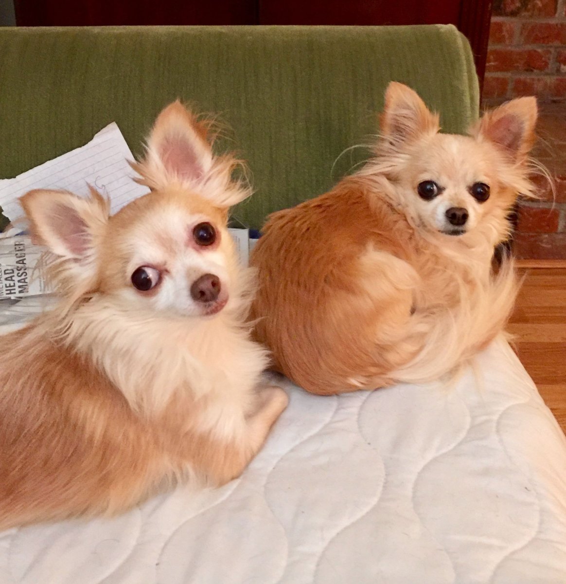 Чихуахуа Лисичка