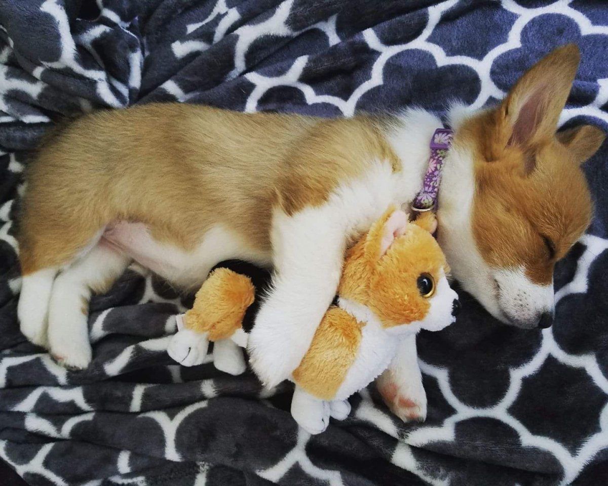 Корги Пикачу