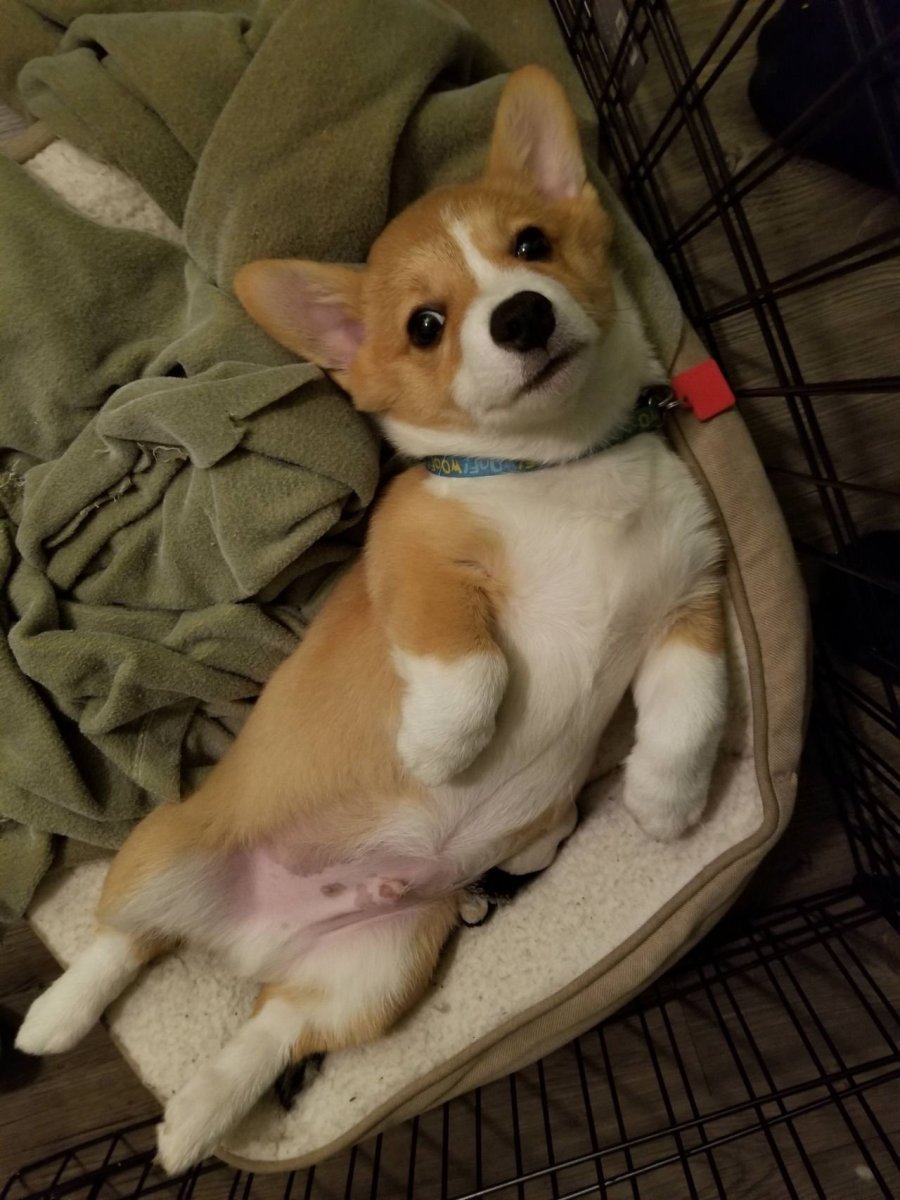 Вельш корги и чихуахуа метис