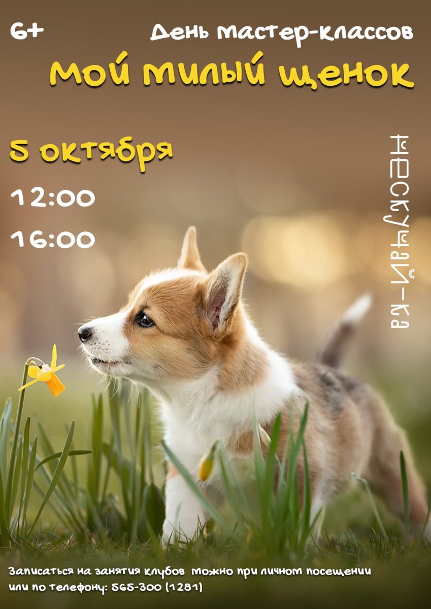 Метис корги и чихуахуа