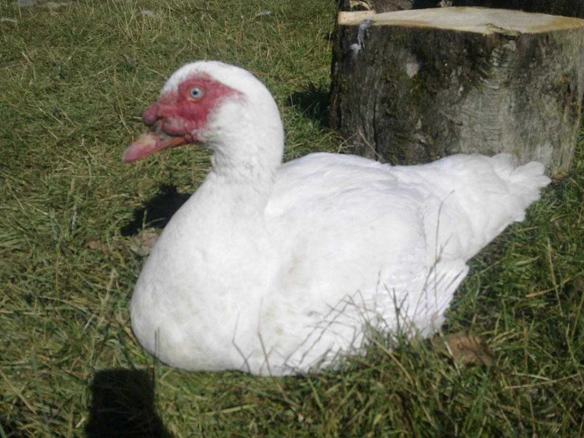 Черный мускусные утки