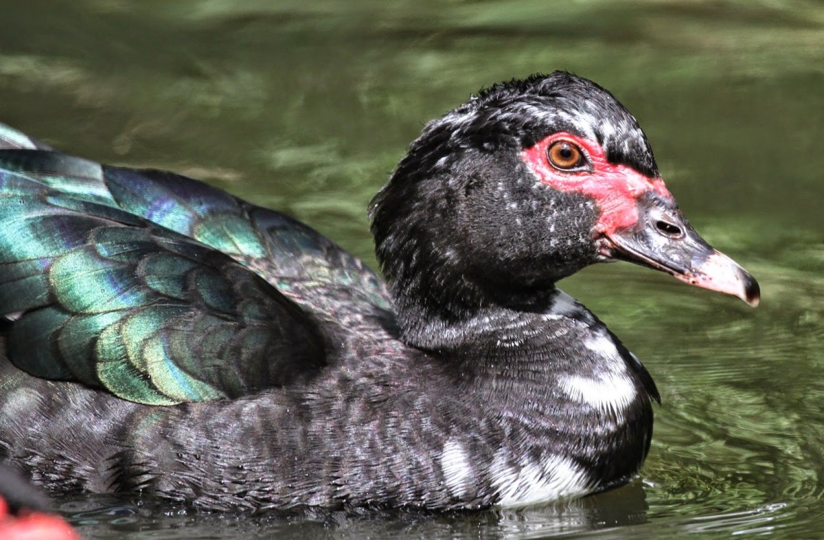 Мускусная утка