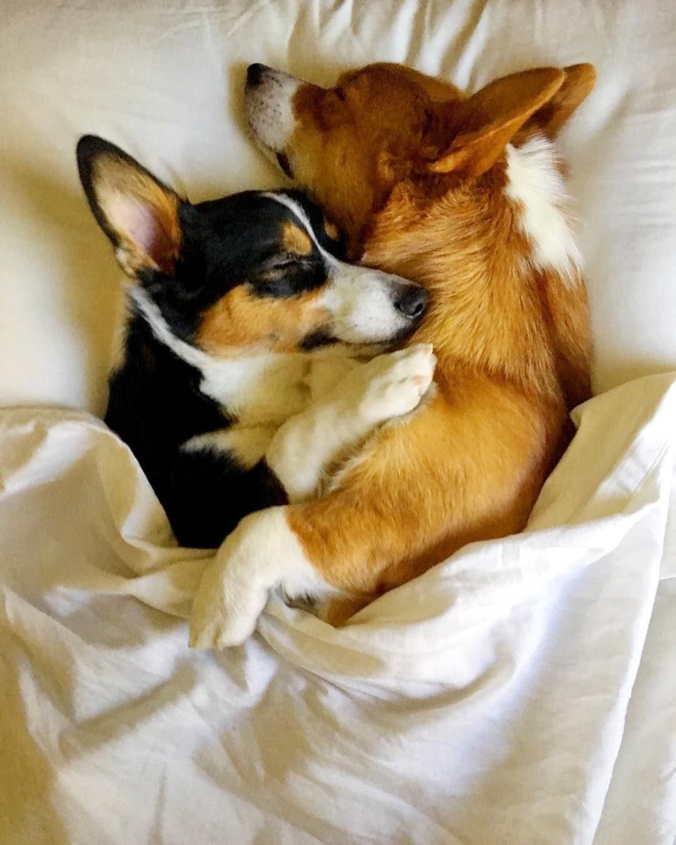 Милая собачка с сердечком