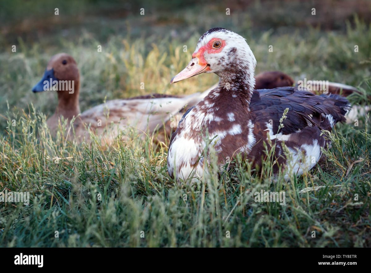 Утка с перьями вокруг глаз красными