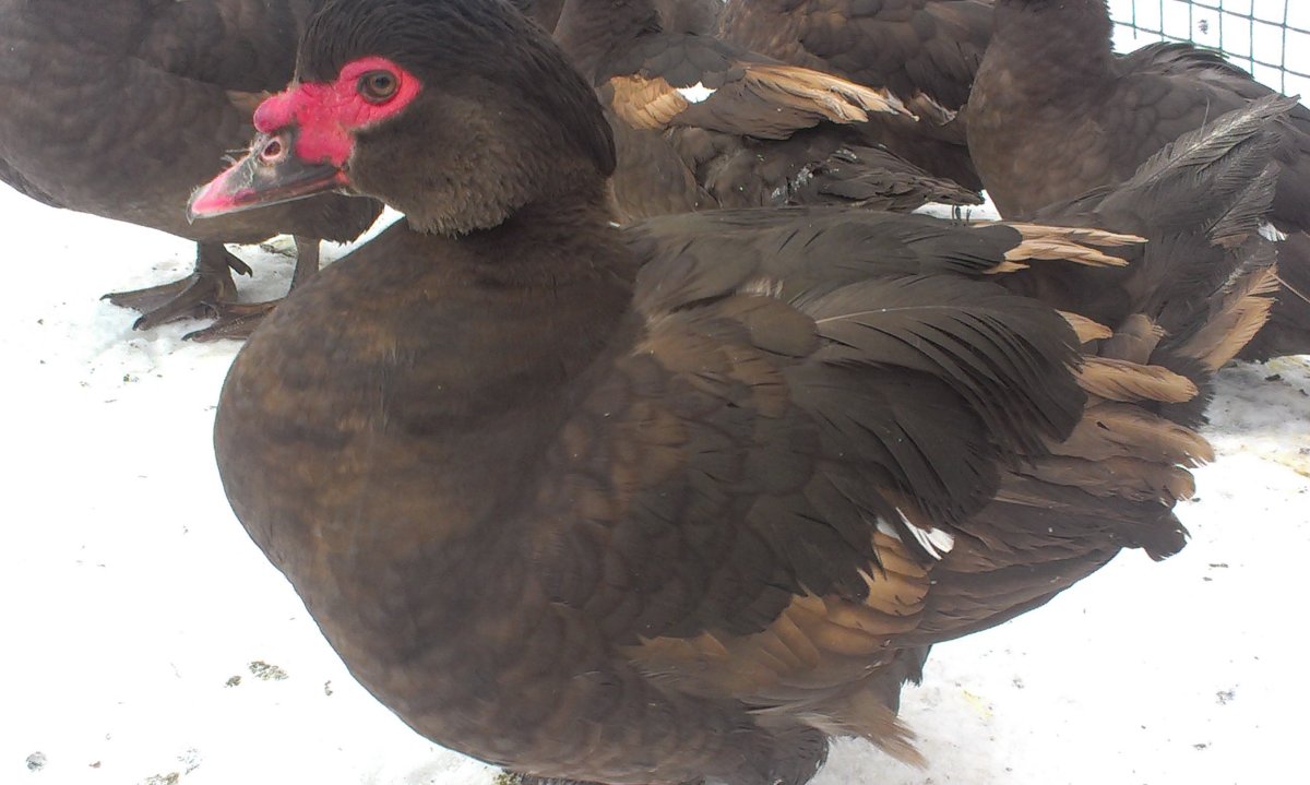 Яйценоскость мускусной утки