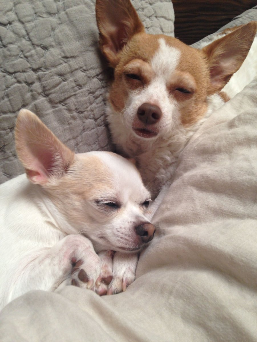 Доброе утро корги