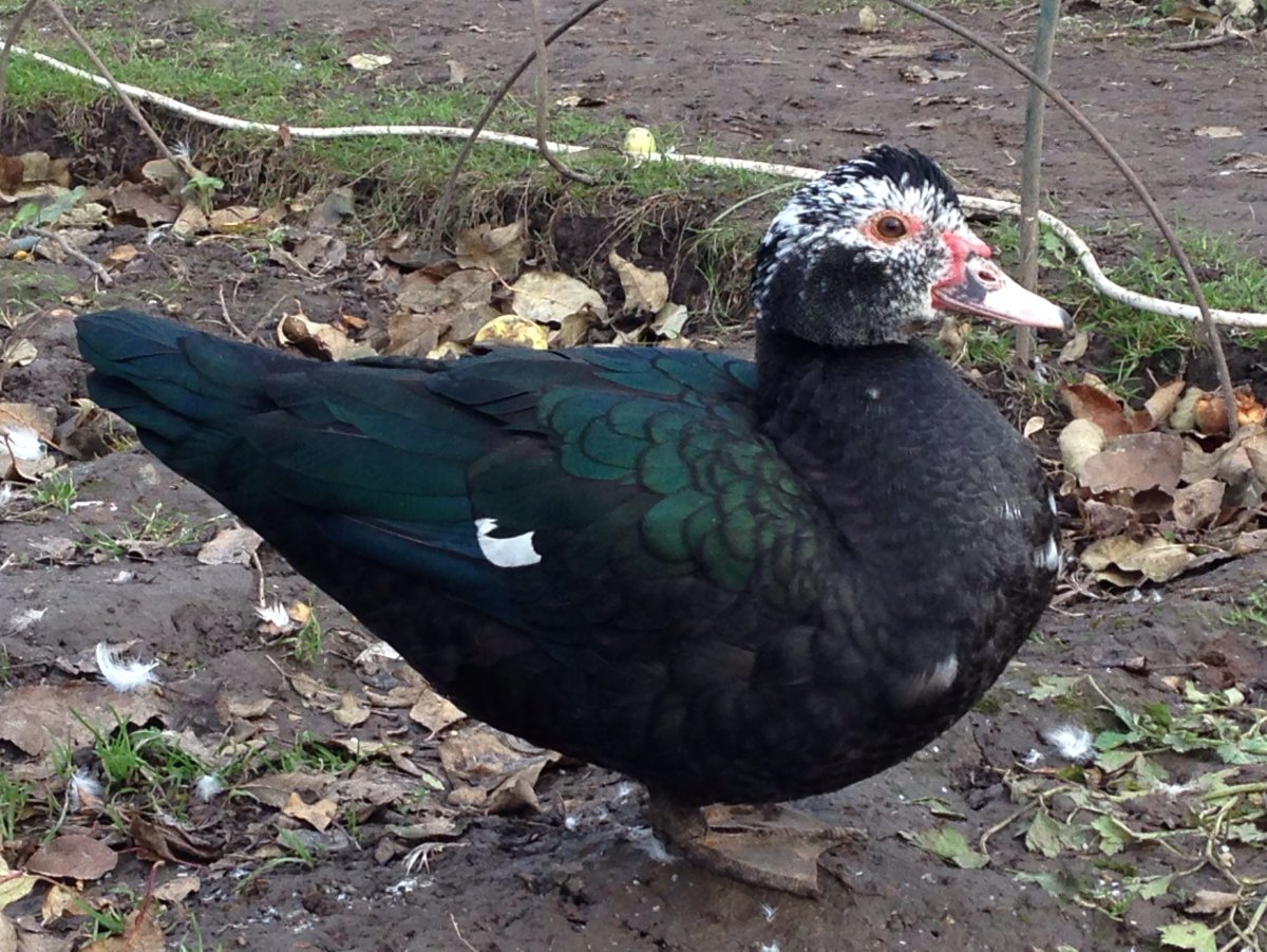 Индоутка мускусная