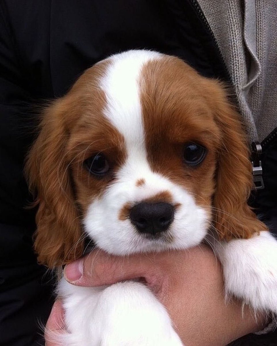 Кавалер Кинг Чарльз спаниель