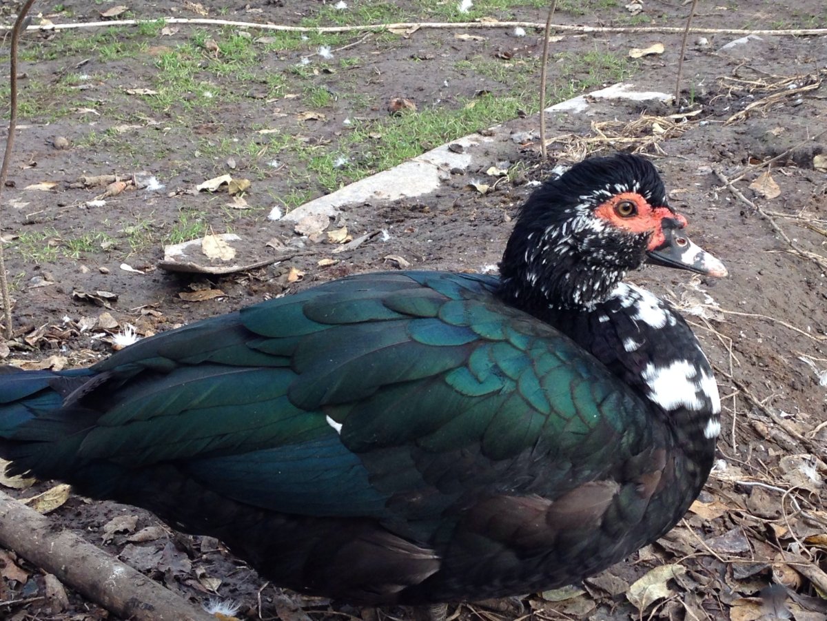 Французская индоутка мускусная