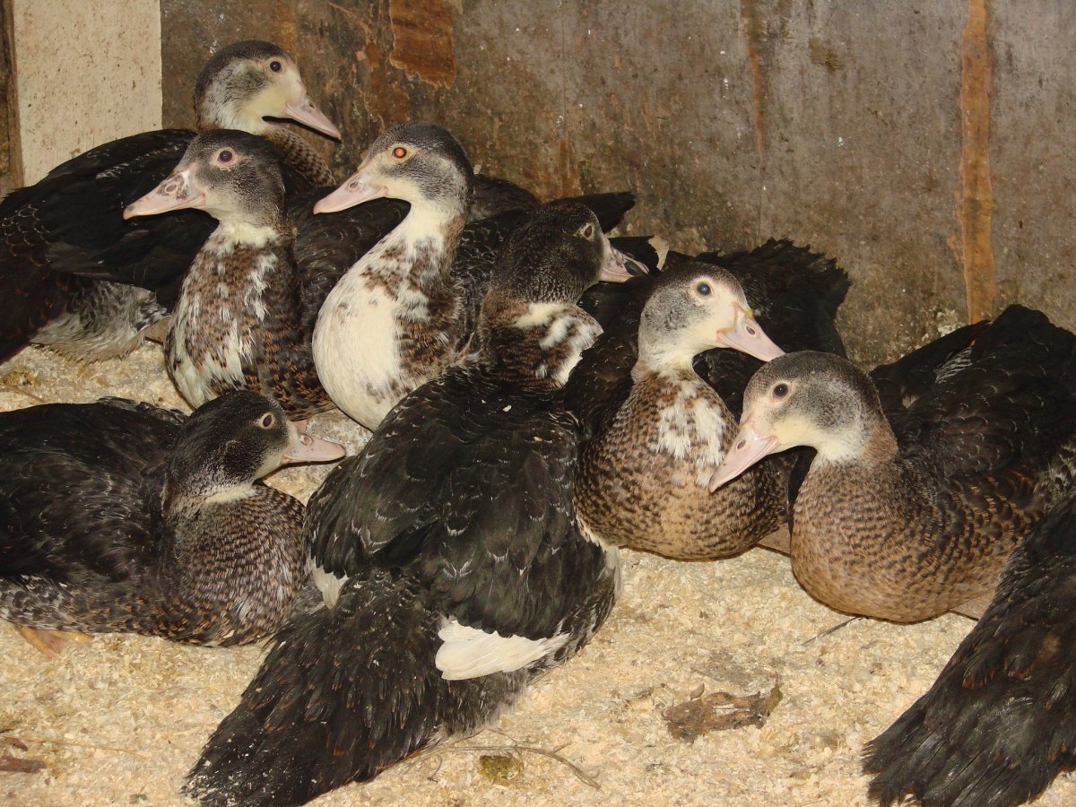 Мускусная утка