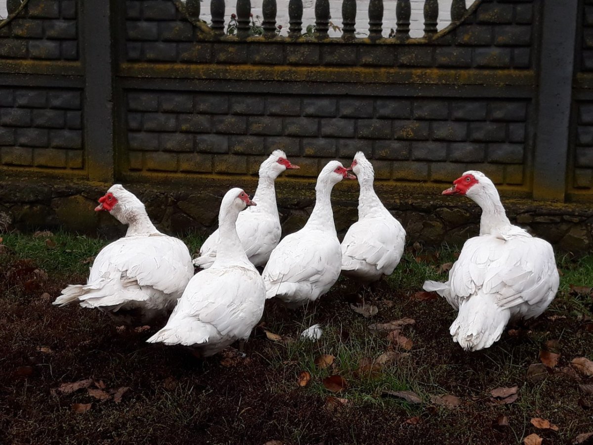 Мускусная белая индоутка