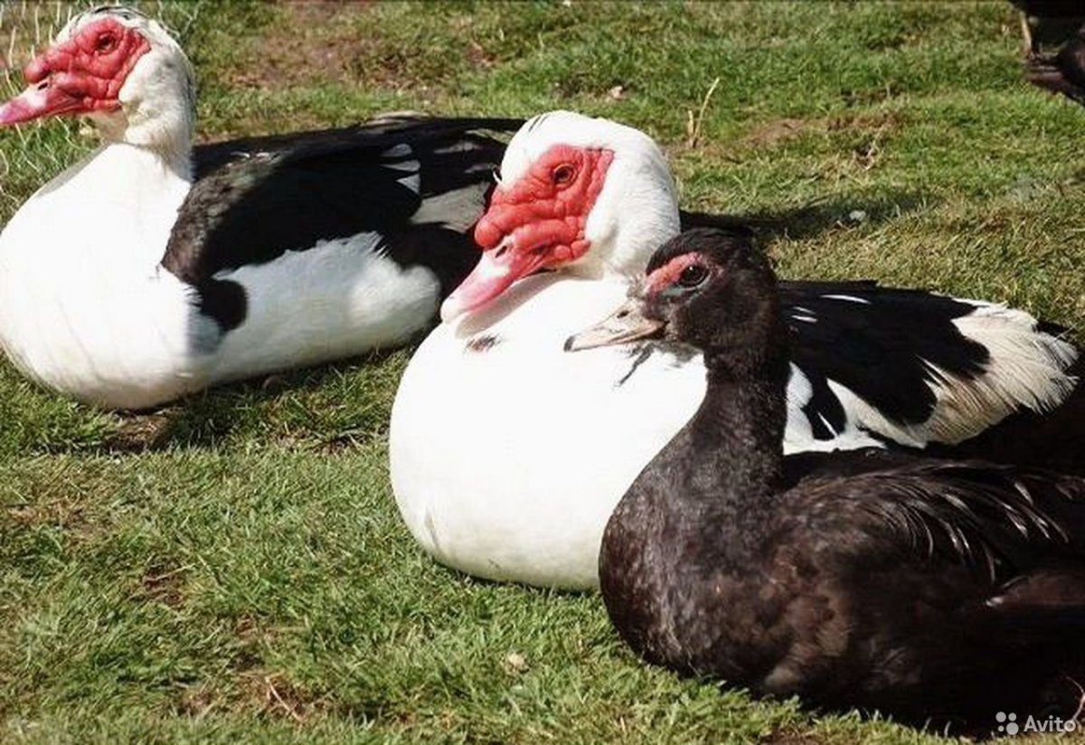 Мускусная белая индоутка