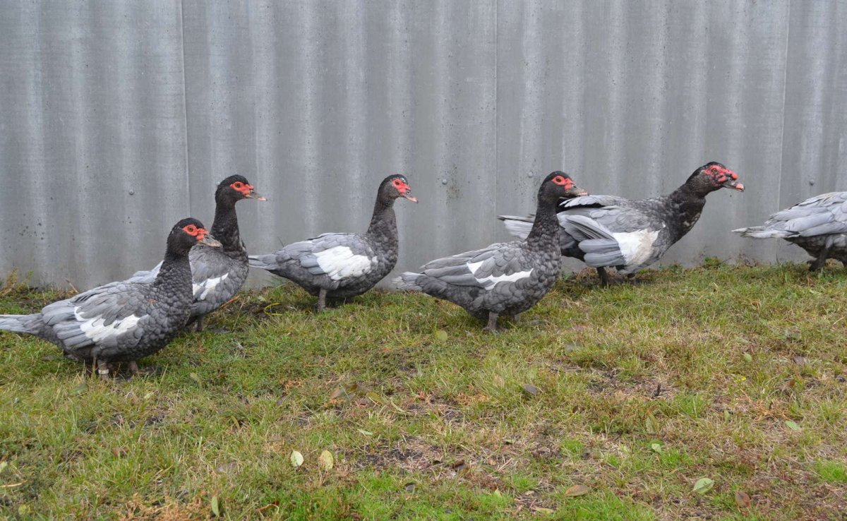 Птички индоутка