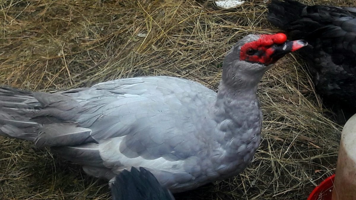 Мускусная утка самец