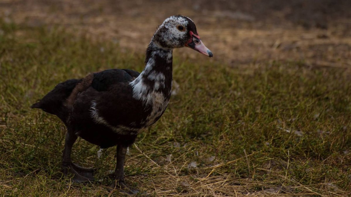 Мускусная утка селезень