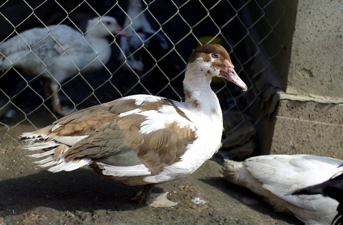 Cairina moschata (мускусная утка